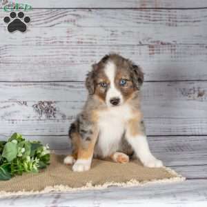 Tianna, Miniature Australian Shepherd Puppy
